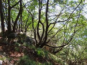 53 Rientriamo all'ombra nel bosco di carpini neri